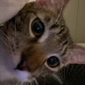 Meet your Posher, Kehaulani